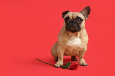 Kırmızı arka planda gül olan sevimli bir Fransız bulldog 'u. Sevgililer Günü kutlaması