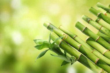 Bambu, metin için alanı olan bulanık yeşil arkaplan üzerinde, yakın plan