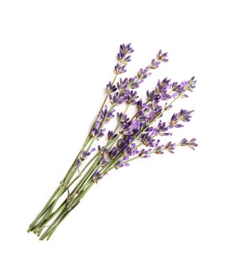 Beyaz arka planda güzel lavanta çiçekleri dalları