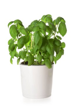 Beyaz zemin üzerine Yeşil taze fesleğen ile pota