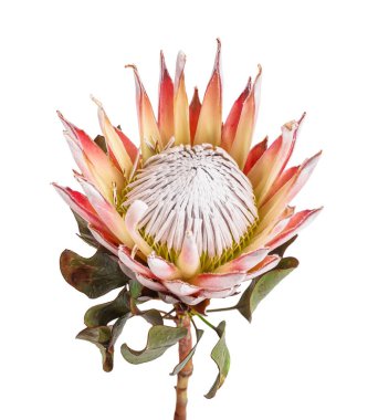Beyaz arkaplanda güzel protea çiçeği