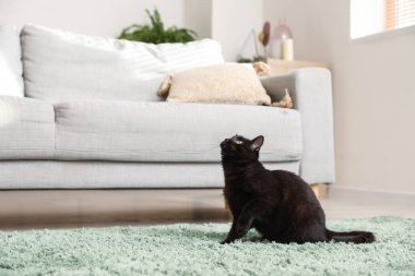 Oturma odasındaki kanepenin yanındaki sevimli siyah kedi.