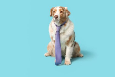 Mavi arka planda kravatlı komik Avustralyalı çoban köpeği