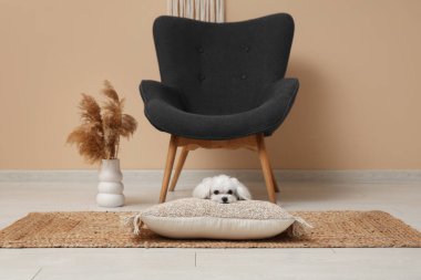 Oturma odasında yumuşak yastığa uzanmış tatlı Maltese köpeği.