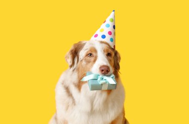 Parti şapkalı şirin Avustralyalı çoban köpeği sarı arka planda doğum gününü kutluyor.