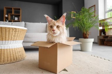 Evdeki karton kutuda oturan sevimli bej renkli Maine Rakun kedisi.