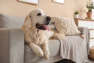 Sevimli Labrador köpeği evdeki kanepede uzanıyor, yakın plan.