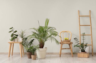 Hasır sandalye, merdiven, masa ve oturma odasındaki aydınlık duvarın yanındaki farklı bitkiler.