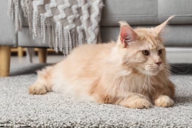 Oturma odasında halının üzerinde yatan sevimli Maine Rakunu kedisi.