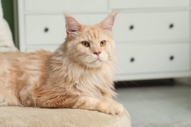 Şirin Maine Rakunu evde pouf üzerinde yatıyor.