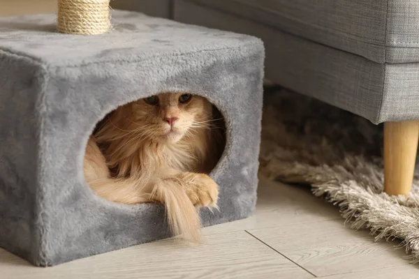 Maine Rakun Kedisi evinde yatıyor, yakın plan.