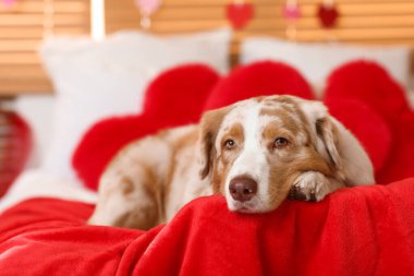 Tatlı Avustralyalı çoban köpeği yatakta yatıyor Sevgililer Günü için süslenmiş.