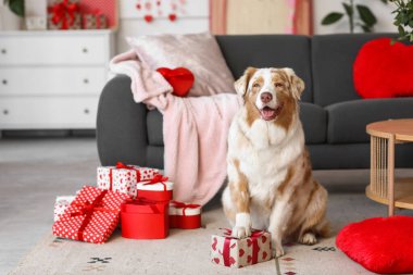 Şirin Avustralya çoban köpeği hediye kutularıyla şenlikli oturma odasında yerde oturuyor. Sevgililer Günü kutlaması