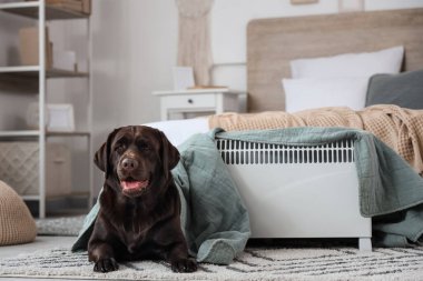 Yatak odasında elektrikli konteyner ısıtıcısı ve ekoseli şirin Labrador köpeği var.