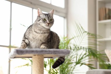 Gri çizgili kedi çizik direğinde