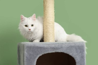 Yeşil arka planda tırmalayan sevimli beyaz kedi.