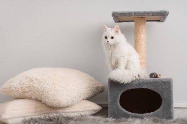 Kazıma kazığında sevimli beyaz kedi ve ışık duvarının yanında yastıklar