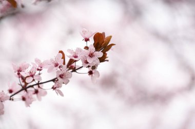 Bulanık doğa arka planına karşı güzel çiçek açan ağaç dalı