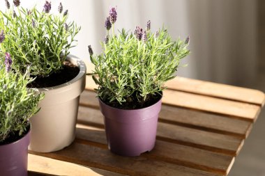 Evde masada lavanta çiçekli tencereler.