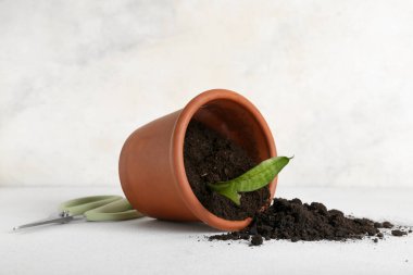 Hafif arka planda toprak, bitki ve makas ile çiçek saksısını devirdim.