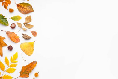 Beyaz arkaplanda sonbahar yapraklı kompozisyon