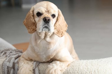 Şirin Cocker Spaniel evde.