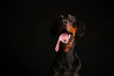 Karanlık arka planda sevimli Dobermann köpeği, yakın plan.