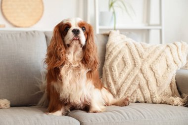 Şirin şövalye Kral Charles, evdeki kanepede oturuyor.