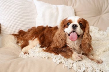 Cute cavalier King Charles spaniel lying on sofa at home