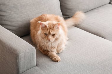 Evdeki kanepede oturan sevimli Maine Rakunu kedisi.