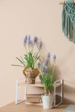 Shelf with Muscari flowers on table near beige wall