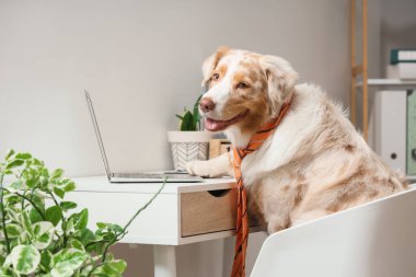 Komik bir iş. Kravatlı ve modern dizüstü bilgisayarı olan Avustralyalı çoban köpeği ofiste oturuyor.