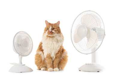 Beyaz arka planda komik kedi ve elektrikli fan