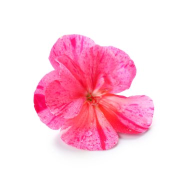 Beyaz arka planda güzel pembe yenilebilir çiçek