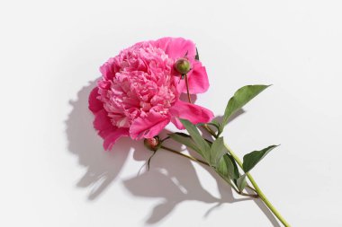 Gri arka planda güzel pembe şakayık çiçeği