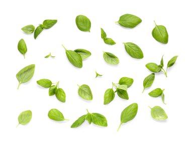 Beyaz arka planda bir sürü taze fesleğen yaprağı