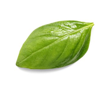 beyaz zemin üzerine yeşil fesleğen yaprağı