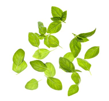 Flying fresh basil leaves on white background