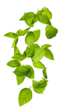 Beyaz arkaplanda fesleğen yaprakları