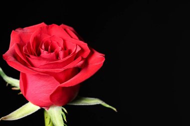 güzel siyah zemin üzerine kırmızı gül çiçek