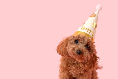 Pembe arka planda parti şapkalı sevimli oyuncak kaniş köpeği.