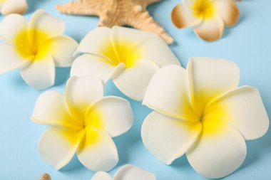 Güzel Plumeria çiçekleri ve mavi arka planda deniz yıldızı, yakın plan.