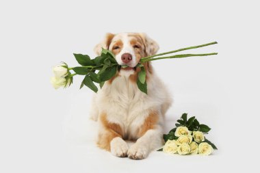 Beyaz arka planda yatan gülleri olan tatlı Avustralya çoban köpeği.