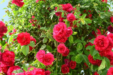 Köyde açan güzel kırmızı güller, yakın plan