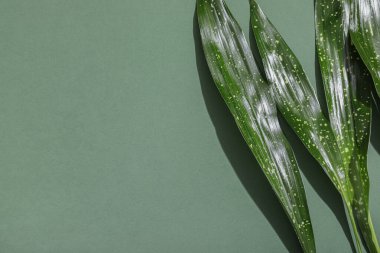 Renk arka plan üzerinde yeşil tropikal yaprak