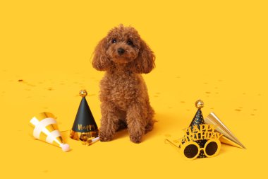 Parti şapkası ve sarı arka planda yeni gözlükleri olan sevimli oyuncak kaniş köpeği.