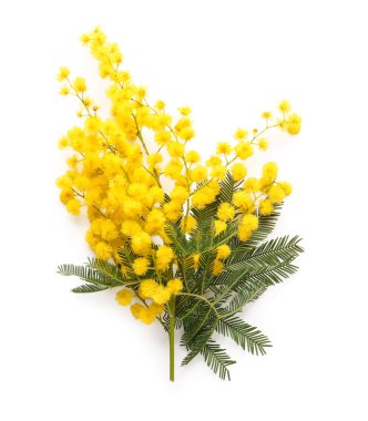 Beyaz arka planda güzel sarı mimoza çiçekleri