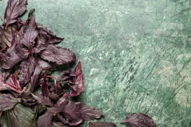 Yeşil arka planda taze mor fesleğen yaprakları