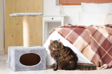 Yatak odasındaki tırmalama direğinin yanında oturan sevimli tüylü kedi.