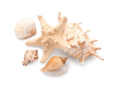 Farklı deniz kabukları ve beyaz arka planda deniz yıldızları